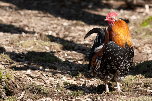 Coq