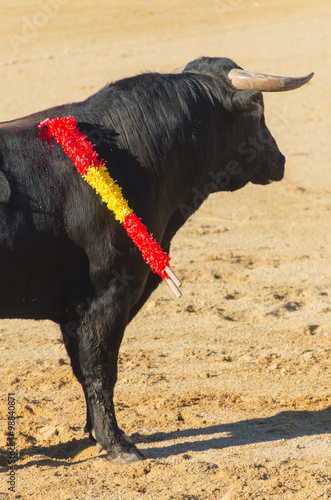 Bull standing in the bullfight