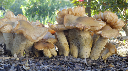  mushrooms growing in a garden.