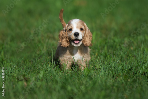 happy cocker spaniel puppy standing on grass