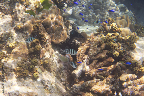 Beautiful coral reef with fish. Indian Ocean near Seychelles.