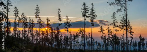 Sunrise in the forest - panorama