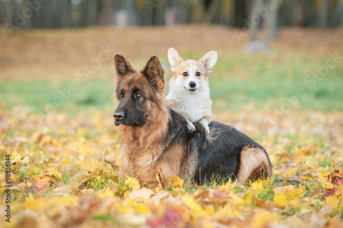 Pembroke welsh corgi puppy with german shepherd dog in autumn