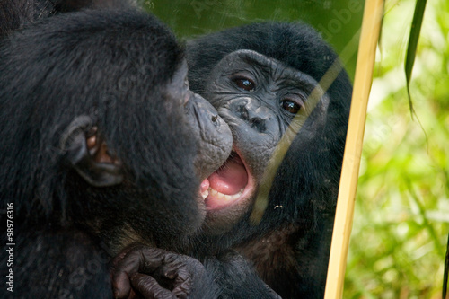 Bonobos baby plays with a mirror. Democratic Republic of Congo. Lola Ya BONOBO National Park. An excellent illustration.