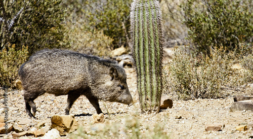 javalina in the desert landscape