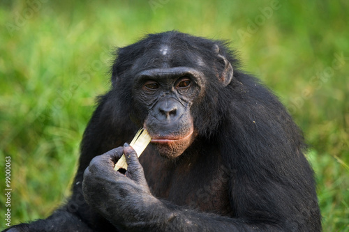Bonobos eating bamboo. Democratic Republic of Congo. Lola Ya BONOBO National Park. An excellent illustration.
