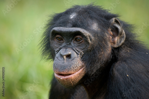 Portrait of bonobos. Close-up. Democratic Republic of Congo. Lola Ya BONOBO National Park. An excellent illustration.