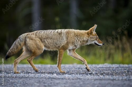 Coyote (Canis Latrans)