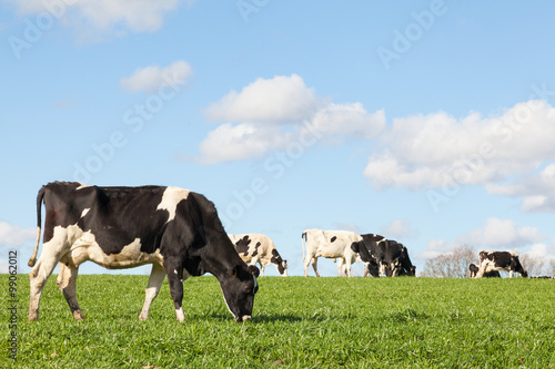 Black and white Holstein dairy cow grazing on the skyline in a green pasture against a blue sky with white clouds and the herd in the background