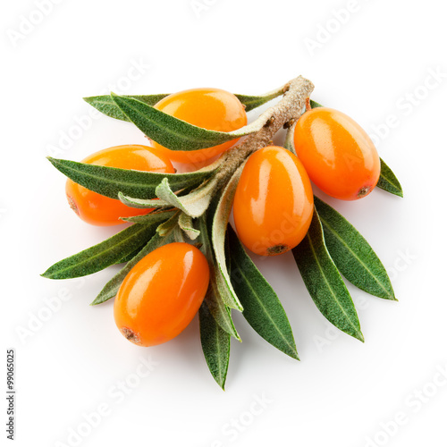 sea buckthorn branch isolated on the white. With clipping path.