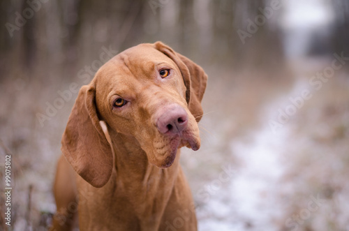 Head of vizsla dog