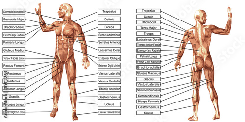 Vector 3D man muscle anatomy with text isolated