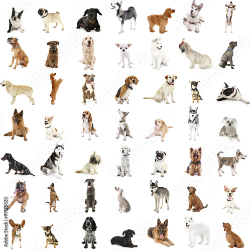 Large group of dog breeds, isolated on white