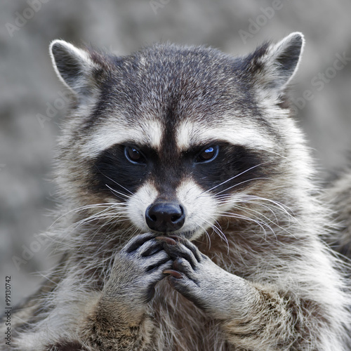 The head and hands of a cute and cuddly raccoon, that can be very dangerous beast. Side face portrait of the excellent representative of the wildlife. Human like expression on the animal face..