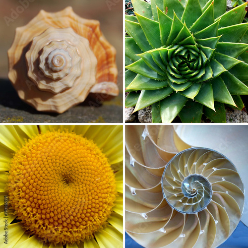 Beautiful Golden Ratio Spirals in Nature