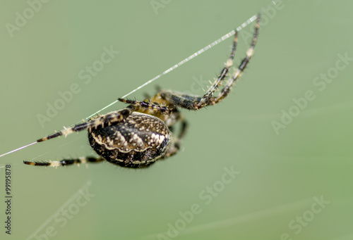 Spider on a web, macro, with a green background