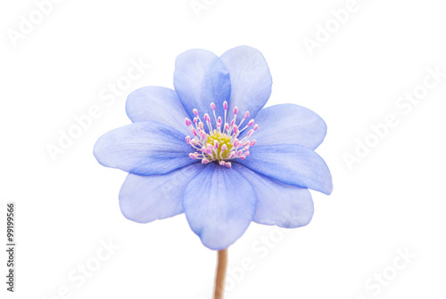 Liverleaf, hepatica nobilis isolated