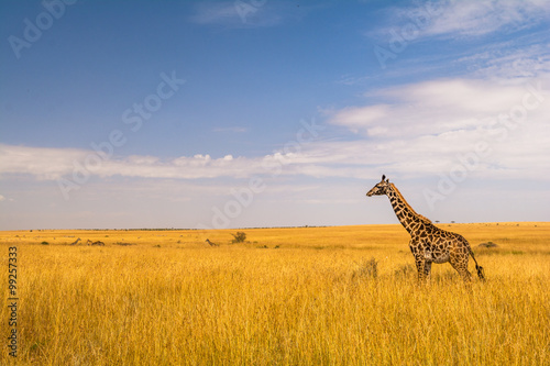 Giraffe in der Masai Mara