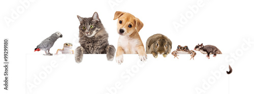 Group of Domestic Pets Over White Banner