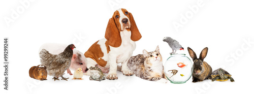 Group of Pets Together Over White