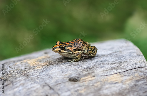 The spotted grass frog or spotted marsh frog. Limnodynastes, tasmaniensis.