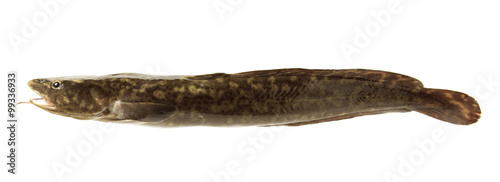 Camouflaged freshwater fish burbot