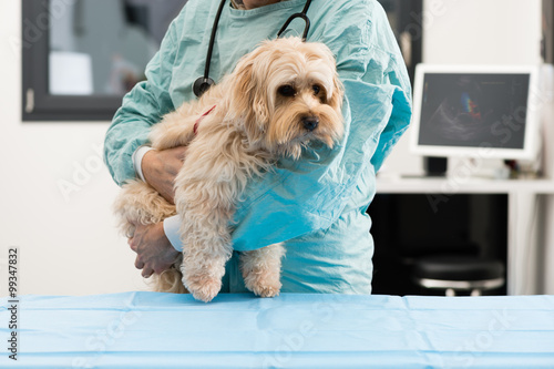 Vétérinaire et chien malade