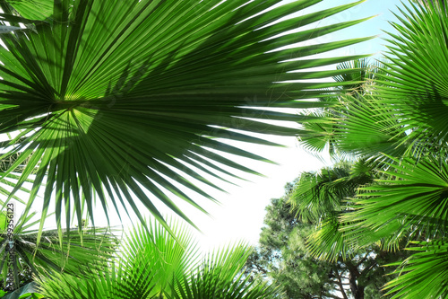 Beautiful palm leaves of tree in sunlight