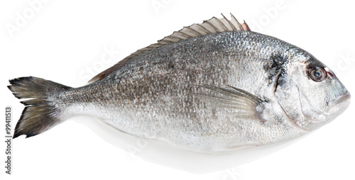 Gilt-head bream (Sparus aurata L.)