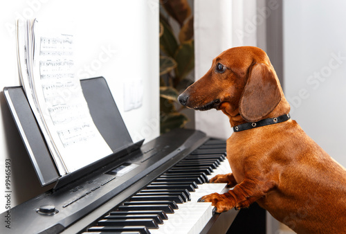 Funny dog playing the piano