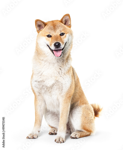 Shiba Inu isolated on a white background