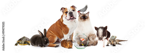 Collection of Domestic Pets Together