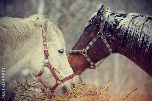 Wet horses eat hay under snow.