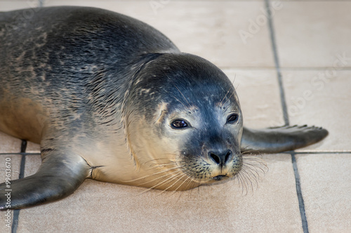 Common seal (Phoca vitulina) recovering from injuries in Seal Sanctuary Ecomare on the island Texel, Netherlands