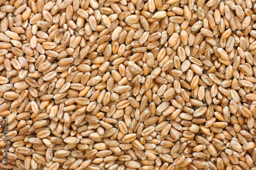 Whole wheat grain kernels background