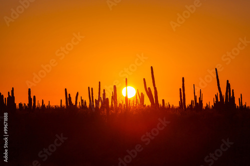 Cactus in Mexico