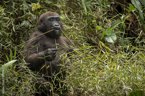 lowland gorilla in Congo/lowland gorilla in Congo