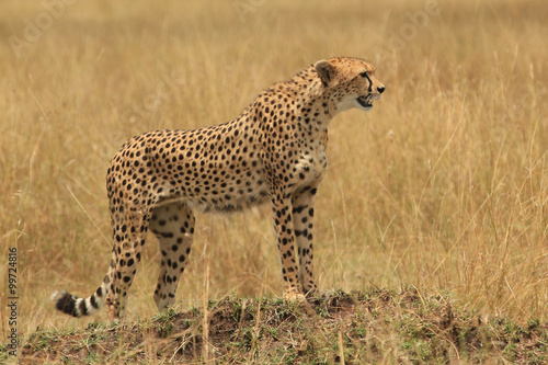 Guepardos Maasai