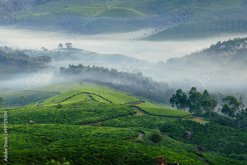 Morning foggy tea plantation in Munnar, Kerala, India.