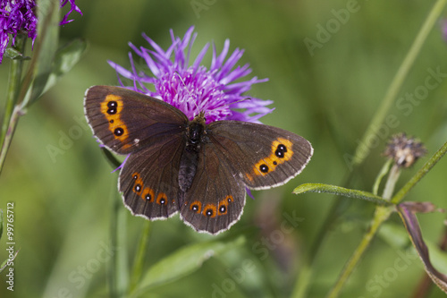 Graubindiger Mohrenfalter.Erebia aethiops .Esper, 1777