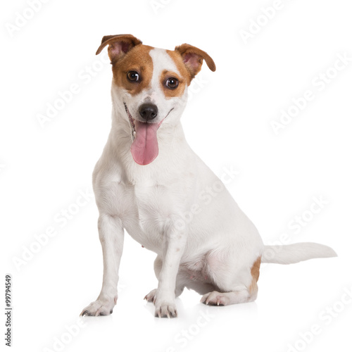 jack russell terrier dog sitting on white