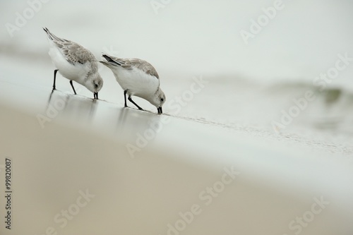 Sanderling (Calidris alba)