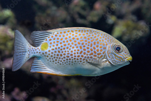 Gold saddle rabbitfish (Siganus guttatus)