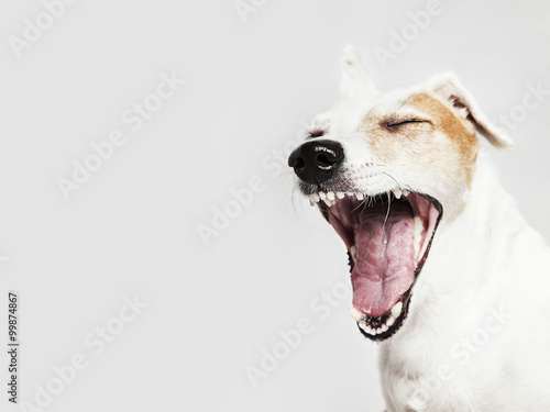 Studio portrait of the yawning dog Russel Terrier