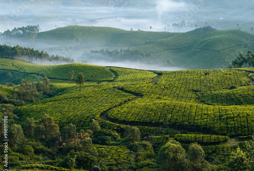 Morning foggy tea plantation in Munnar, Kerala, India.