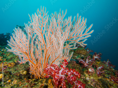 Seafan and coral reef