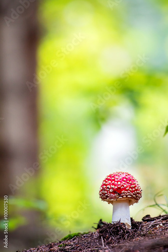 Amanita muscaria, a poisonous mushroom in a forest.
