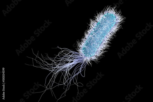 Bacterium Pseudomonas aeruginosa isolated on black background, model of bacteria, realistic illustration of microbes