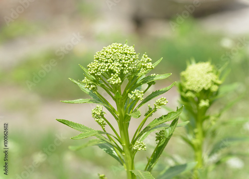 Inflorescence of horseradish that just ready to blossom.