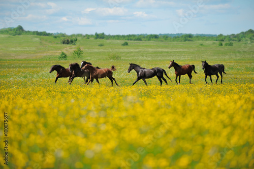 Herd of the horses in the field